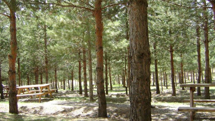 Erzincanda ormanlık alanlara girişler 15 Eylüle kadar yasaklandı
