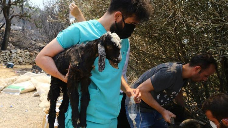 Gönüllü veterinerler zamanla yarışıyor