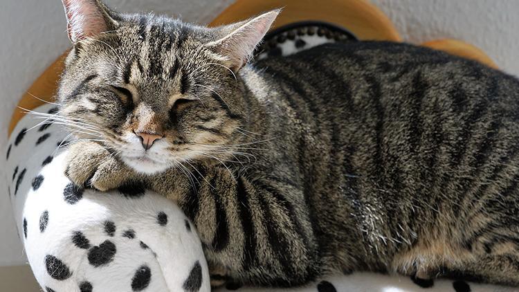Gizemli kedi hastalığında zehirli mama şüphesi