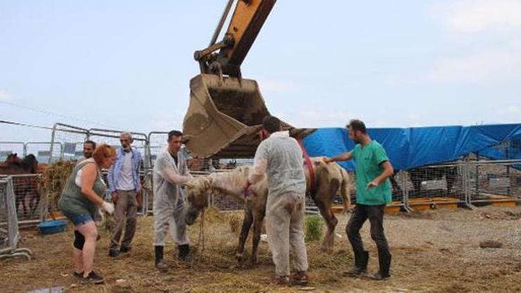 TIR parkında ölüme terk edilen atlar karantinada Haluk Levent devreye girdi