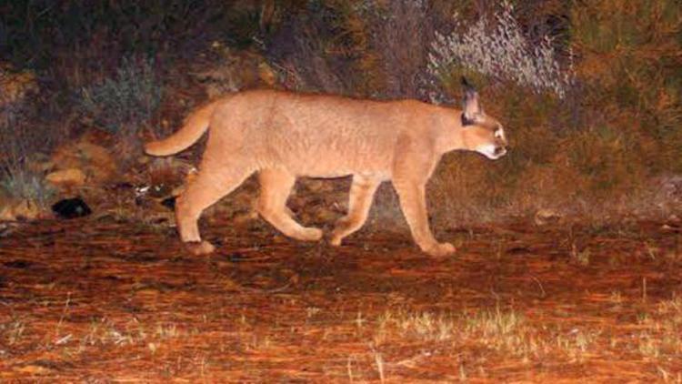 Muğlada 65 bin hektar yandı Karakulak ve yaban kedisi ormanı yok oluyor