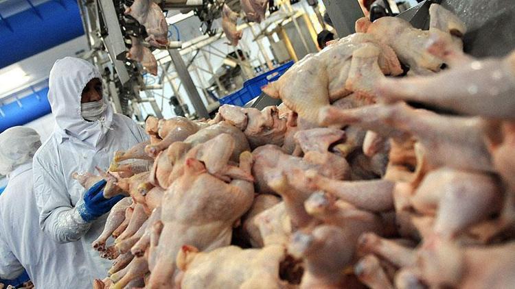 Tavuk eti üretimi yıllık bazda yüzde 3 arttı