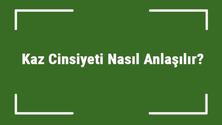 Kaz Cinsiyeti Nasıl Anlaşılır Erkek Ve Dişi Kaz Nasıl Anlaşılır