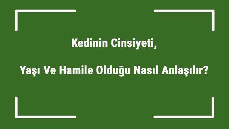 Kedinin Cinsiyeti, Yaşı Ve Hamile Olduğu Nasıl Anlaşılır Kedinin Erkek Mi Dişi Mi Olduğunu Öğrenme