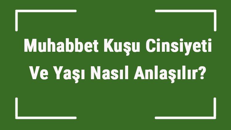 Muhabbet Kuşu Cinsiyeti Ve Yaşı Nasıl Anlaşılır Muhabbet Kuşu Dişi Mi Ve Erkek Mi Öğrenme