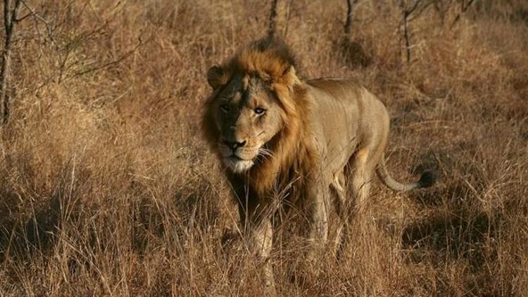 Afrikada aslan nüfusu tehlike altında