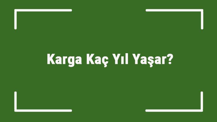 Karga Kaç Yıl Yaşar Kargaların Ortalama Yaşam Süresi Ne Kadardır