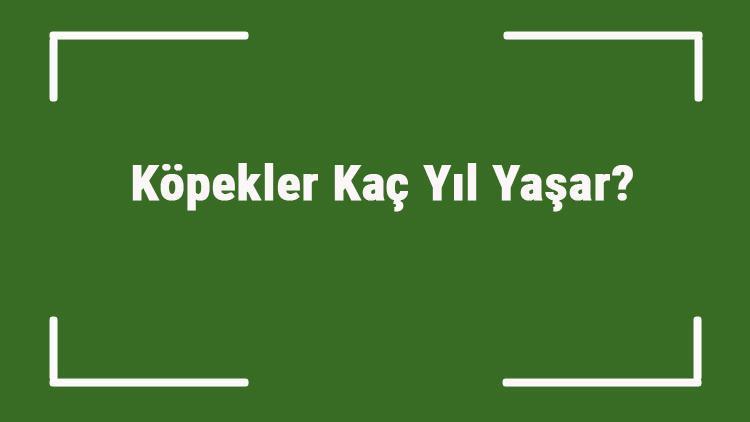 Köpekler Kaç Yıl Yaşar Köpeklerin Ortalama Yaşam Süresi Ne Kadardır