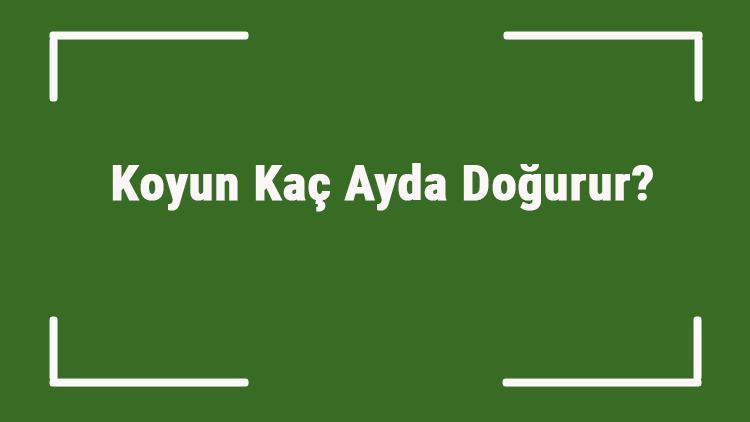 Koyun Kaç Ayda Doğurur Koyunların Ortalama Doğum Ayları Ve Hafta Süreleri..