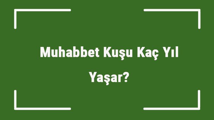 Muhabbet Kuşu Kaç Yıl Yaşar Muhabbet Kuşlarının Ortalama Yaşam Süreleri..