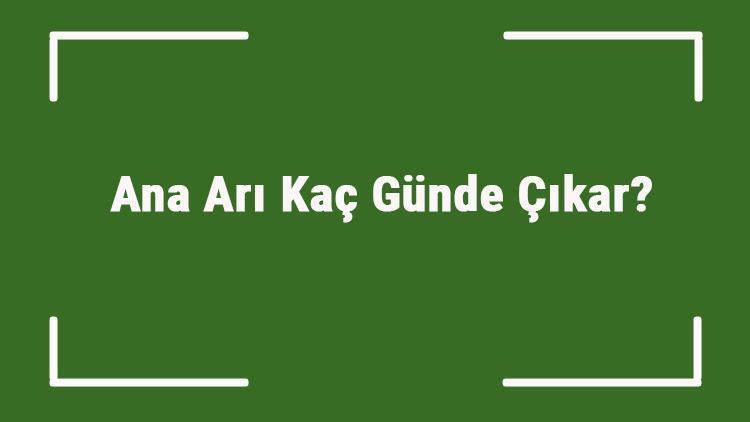 Ana Arı Kaç Günde Çıkar Ana Arı Kaç Günde Çiftleşir