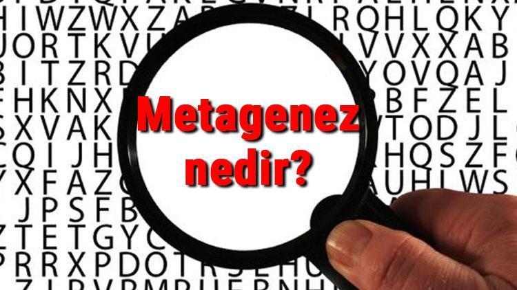 Metagenez nedir, nasıl gerçekleşir Metagenez hangi canlılarda görülür