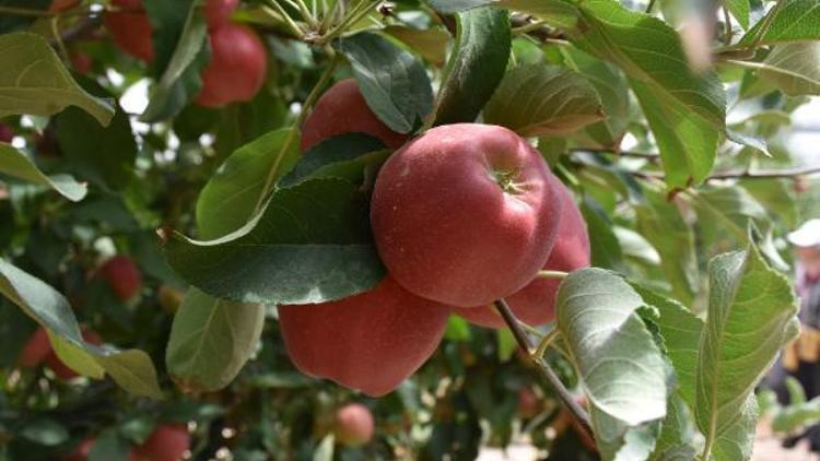 Niğde’de erkenci elma hasadı başladı