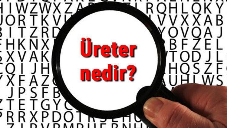 Üreter nedir, ne işe yarar Üreter nereden gelişir, nerede bulunur