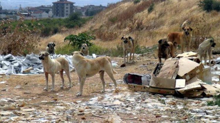 Çöp sahası kapanınca sokak köpekleri aç kaldı