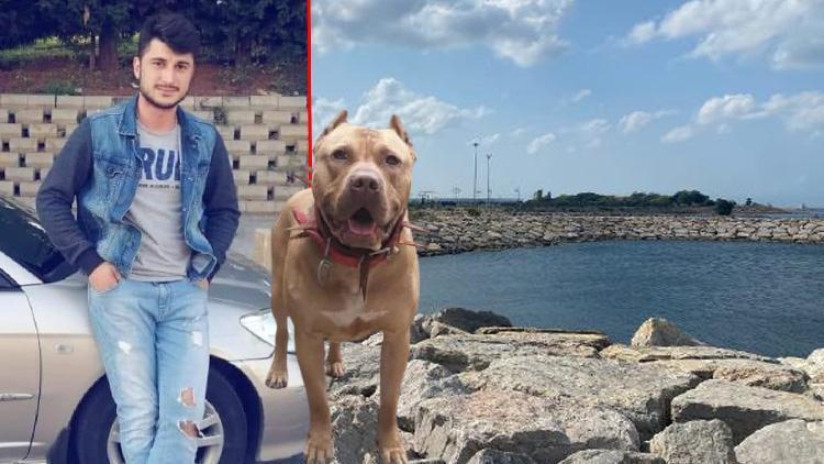 Pendikte Denizde saldıran pitbull öldürdü iddiası