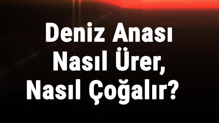 Deniz Anası Nasıl Ürer, Nasıl Çoğalır Deniz Anası Yaşam Yeri Neresidir