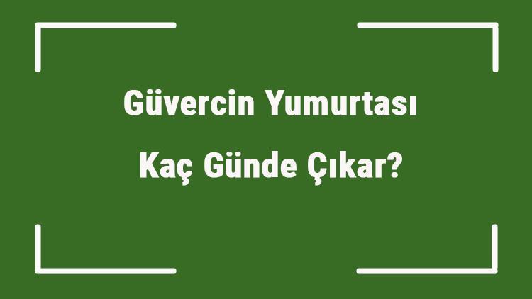 Güvercin Yumurtası Kaç Günde Çıkar Güvercin Yumurtası Kaç Günde Oluşur Ve Damarlanır