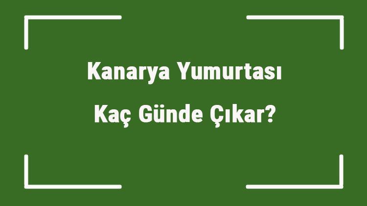 Kanarya Yumurtası Kaç Günde Çıkar Kanarya Yumurtası Kaç Günde Oluşur Ve Damarlanır