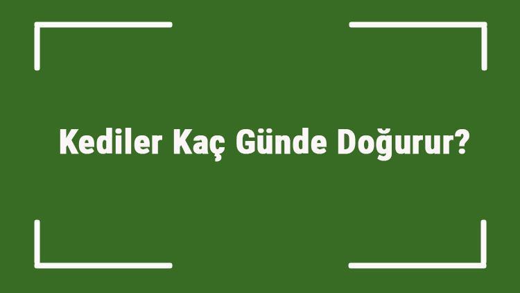 Kediler Kaç Günde Doğurur Kediler Kaçıncı Hafta Ve Ayda Doğurur