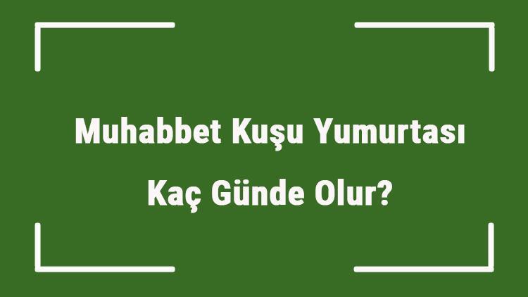 Muhabbet Kuşu Yumurtası Kaç Günde Olur Kuş Yumurtadan Kaç Günde Çıkar