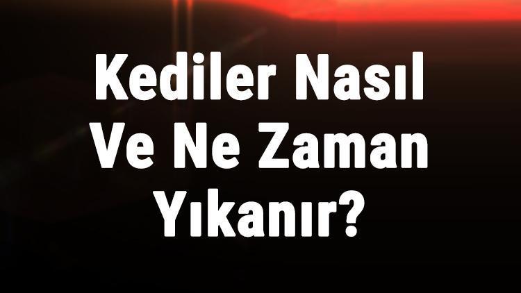 Kediler Nasıl Ve Ne Zaman Yıkanır Yavru Küçük Ve Yetişkin Cins Kedi Yıkama Önerileri