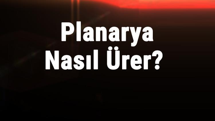 Planarya Nasıl Ürer Planarya Eşeysiz Nasıl Ürer, Ne İle Beslenir Planarya Nasıl Oluşur