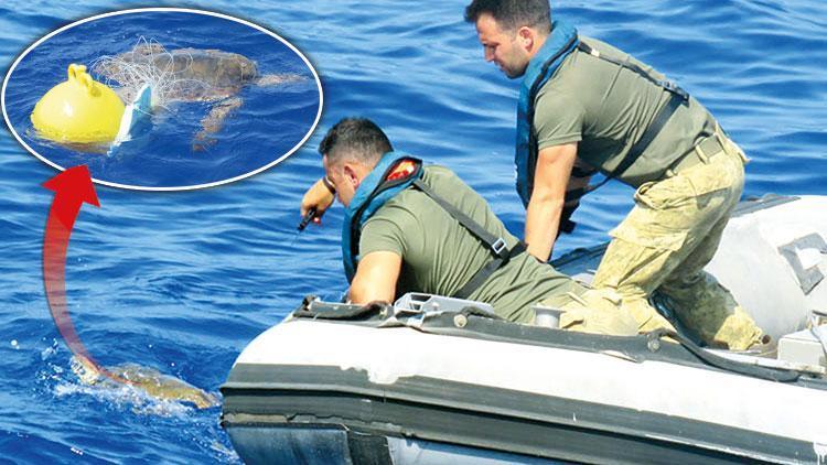 NATO tatbikatına yavru caretta caretta molası