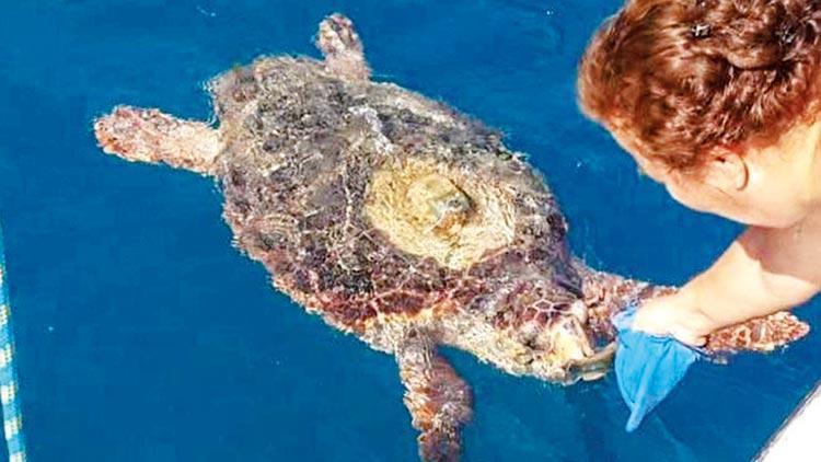 Caretta caretta ısırdı