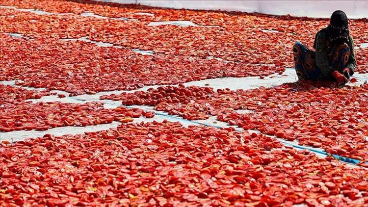 Kuru domates ihracatında hedef 100 milyon dolar