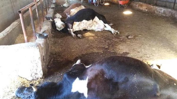 Elektrik akımına kapılan 5 inek öldü