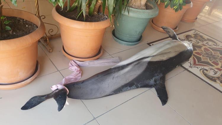 Çay bahçesinin sahiline ölü yunus balığı vurdu