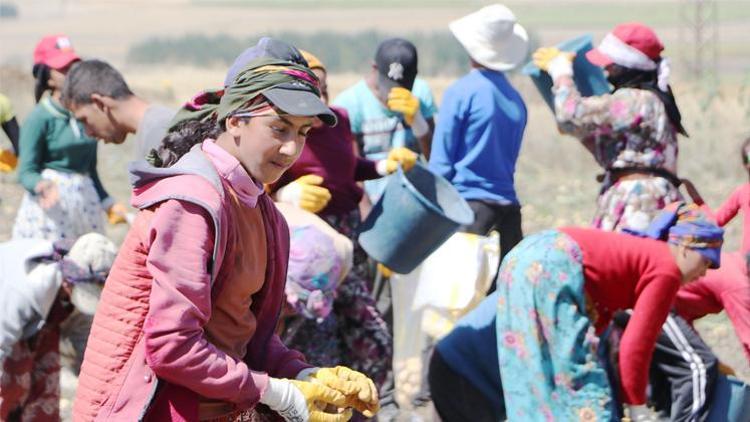 Okullar açıldı, onlar hala tarlada çalışıyor