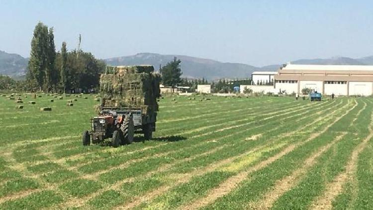 Germencik Belediyesinden çiftçiye yonca desteği