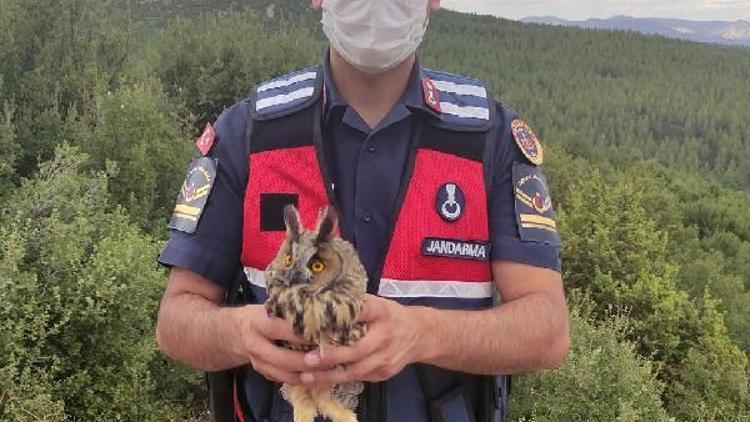 Jandarma, yaralı baykuşu kurtardı