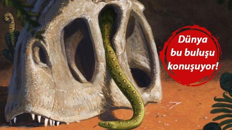 Çarpıcı araştırma ortaya çıkardı: Göktaşları dinozorları yok etti, yılanların kaderi değişti