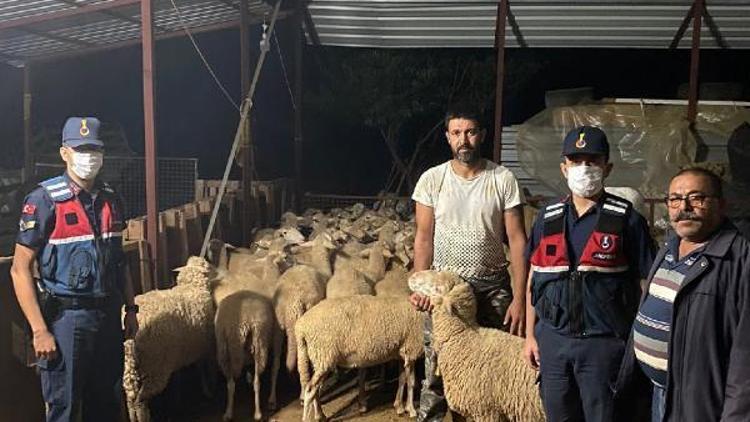 Kayıp 46 koyun ve kuzu, 2 bin 300 metre uzakta bulundu