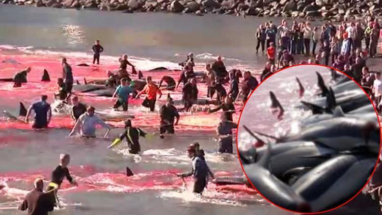 1500e yakın balina ve yunusu acımasızca katletmişlerdi... Resmi açıklama yaptılar