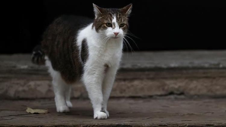 Mucize kavuşma 10 yıldır kayıp olan kedi evine döndü