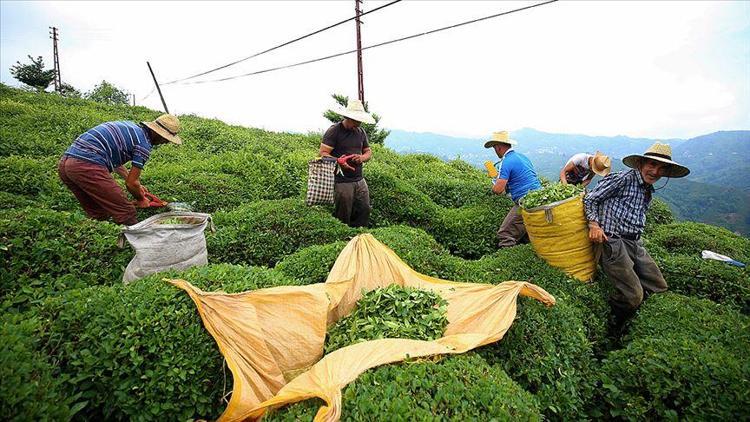 8 ayda 11,9 milyon dolarlık çay ihracı