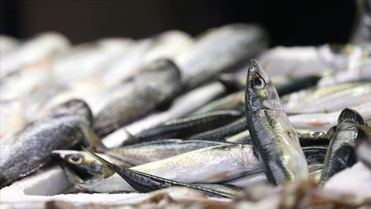 Balık fiyatlarının düşmesi için deniz suyunun soğumasını bekleniyor