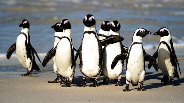 Nesli tükenme tehlikesindeki 63 penguen arı saldırısında telef oldu