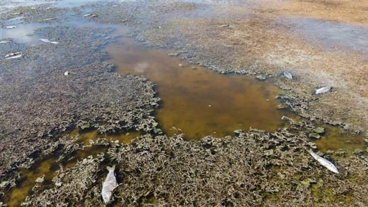 Endişelendiren görüntü Beyşehir Gölü kurudu, yüzlerce balık öldü