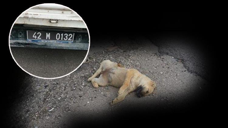 Vicdansızlık 60 yavru köpeği ölüme terk ettiler...24ü yolda ezilerek can verdi