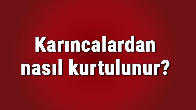 Karıncalardan nasıl kurtulunur Evde karıncalardan kurtulmak için kesin çözüm önerileri..