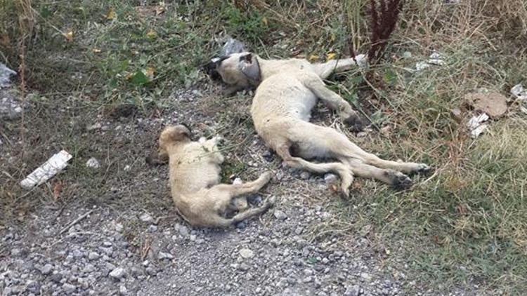 Bu işin peşini bırakmayacağız