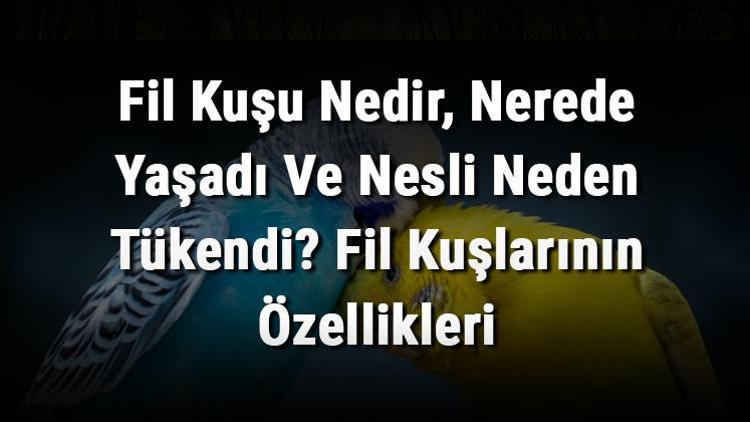 Fil Kuşu Nedir, Nerede Yaşadı Ve Nesli Neden Tükendi Fil Kuşlarının Özellikleri