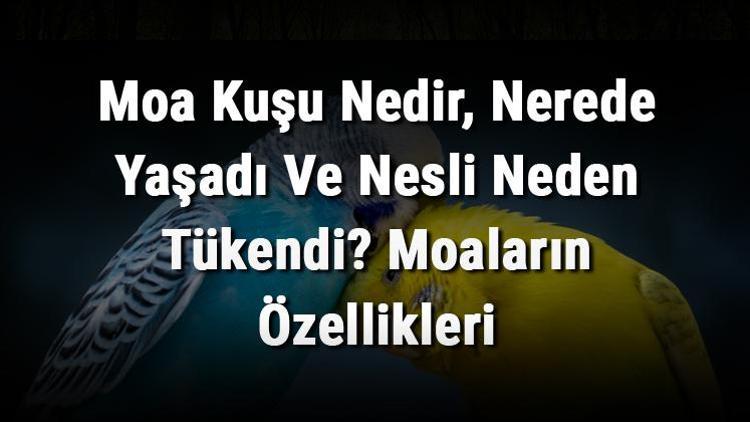 Moa Kuşu Nedir, Nerede Yaşadı Ve Nesli Neden Tükendi Moaların Özellikleri