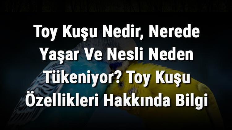 Toy Kuşu Nedir, Nerede Yaşar Ve Nesli Neden Tükeniyor Toy Kuşu Özellikleri Hakkında Bilgi