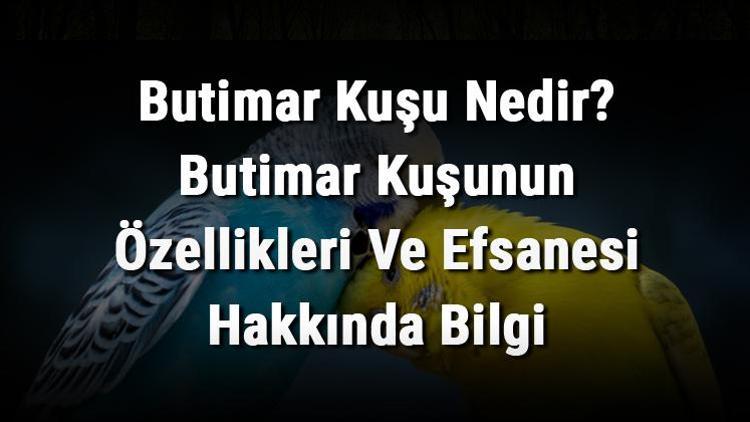 Butimar Kuşu Nedir Butimar Kuşunun Özellikleri Ve Efsanesi Hakkında Bilgi